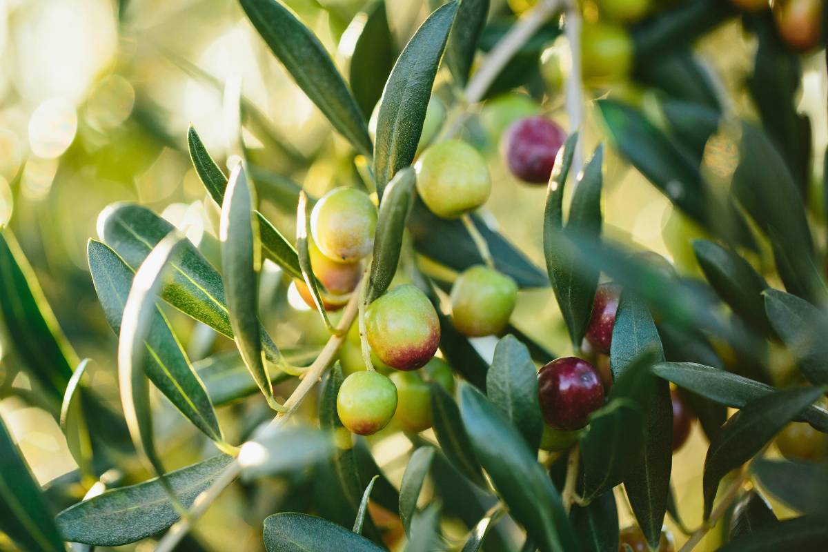 Com regar olivera arbequina