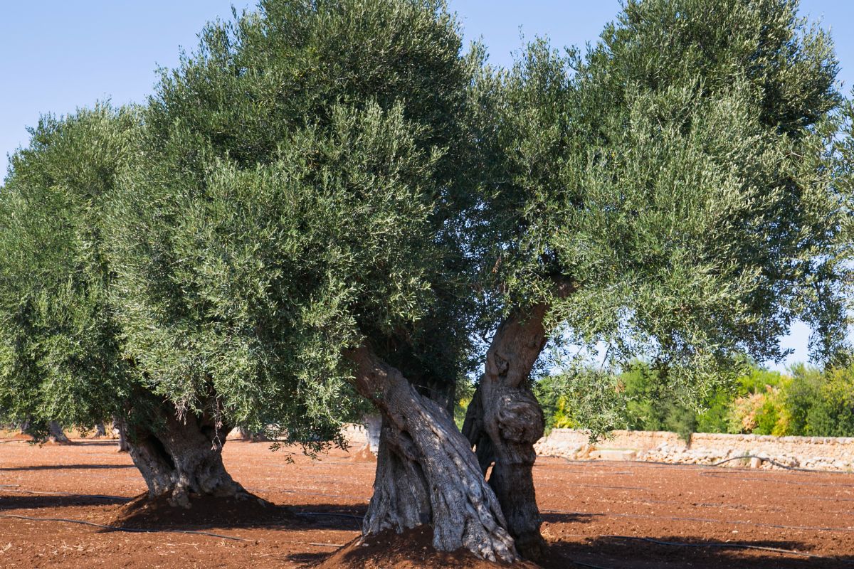 Malalties de les oliveres