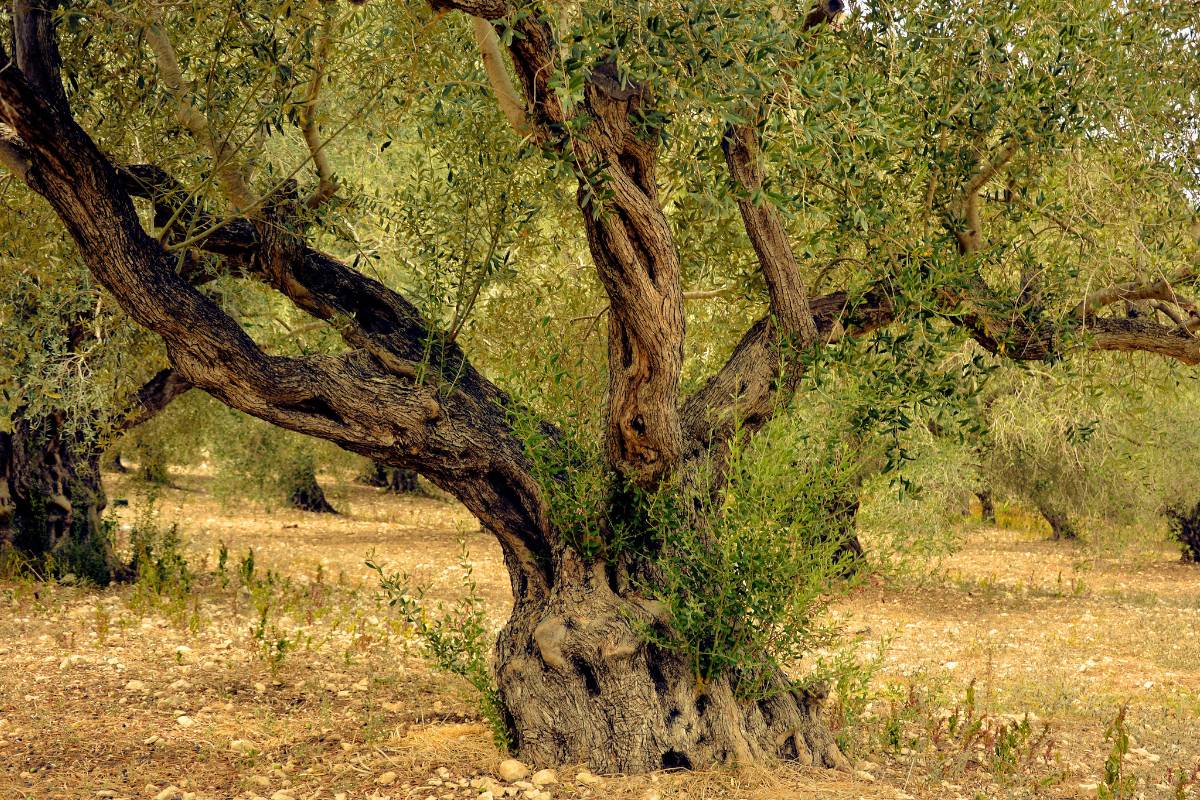 Varietats d'oli d'oliva